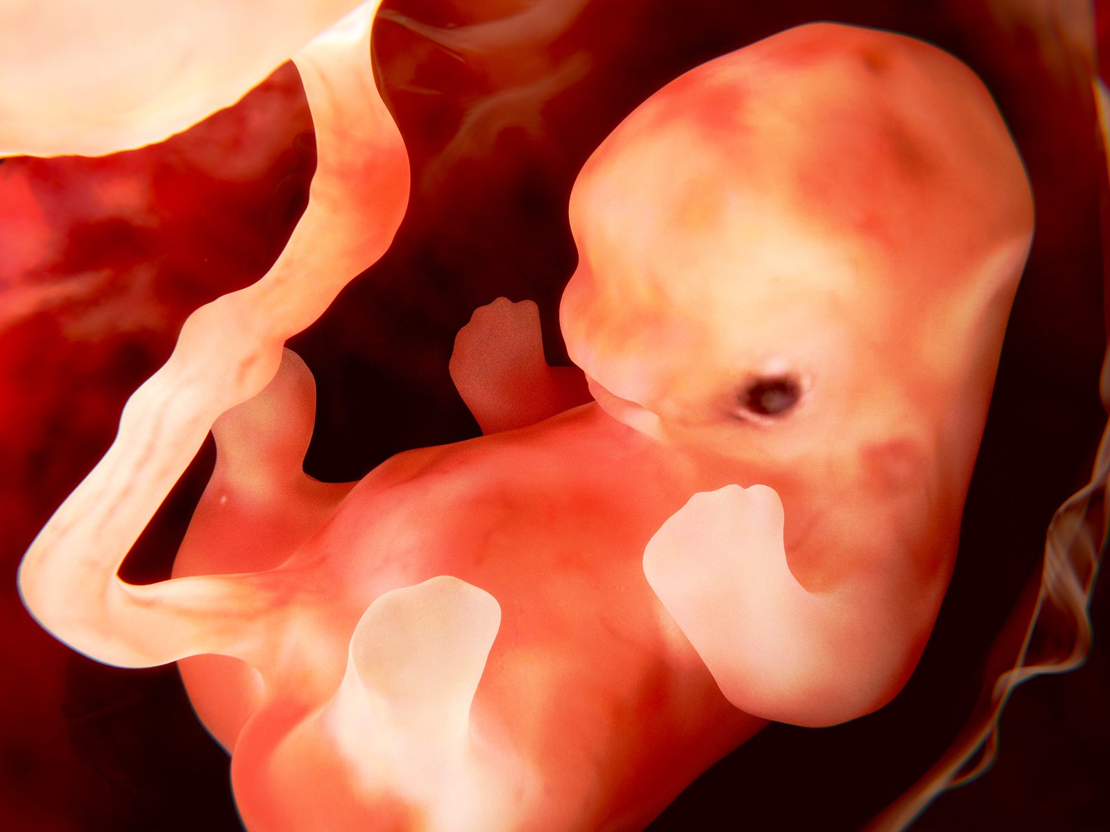 Эмбрион ребенка на 6 неделе беременности