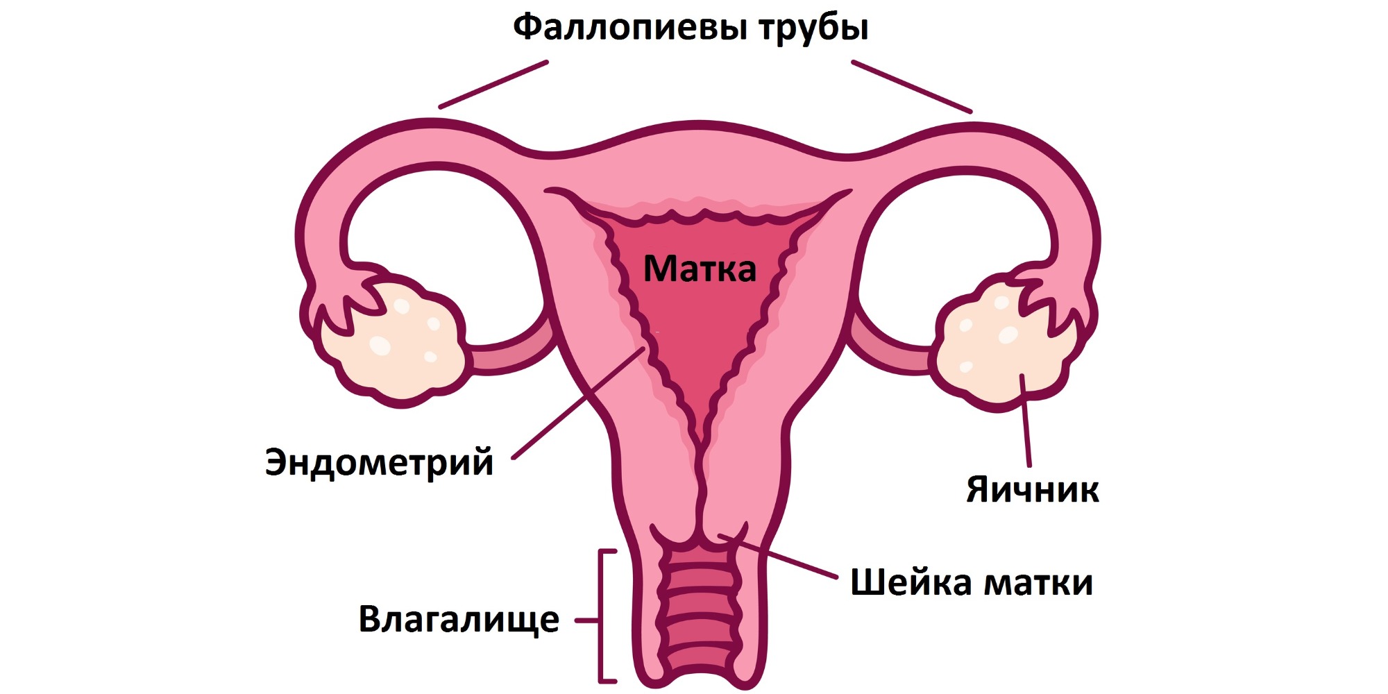 Матка женщины — это непарный мышечный орган, который находится в полости таза